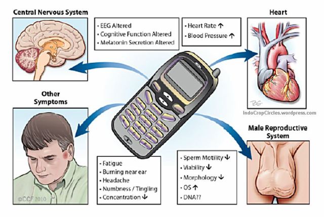 Ilustrasi efek radiasi ponsel